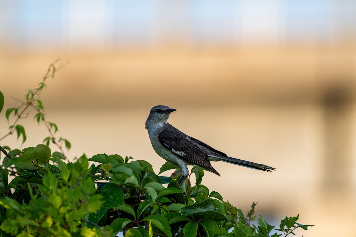 Northern Mockingbird - ML620154856