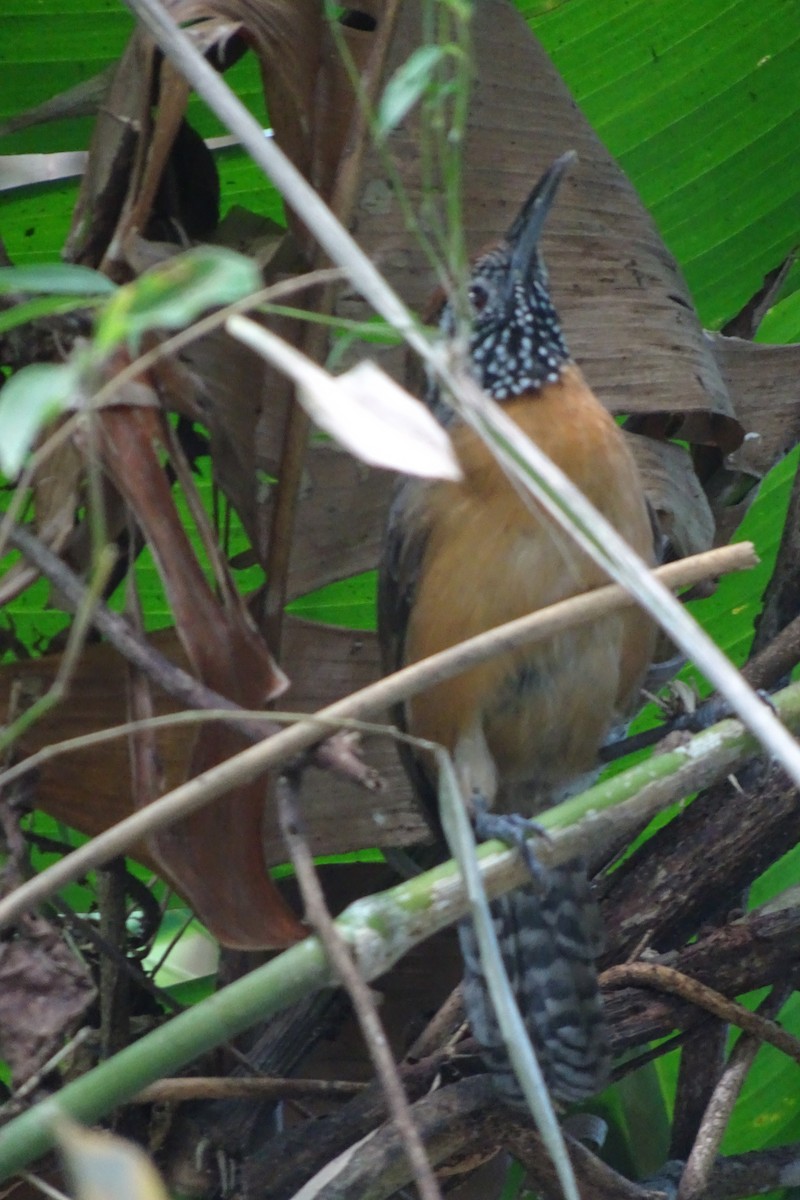 Rufous-breasted Wren - ML620154859