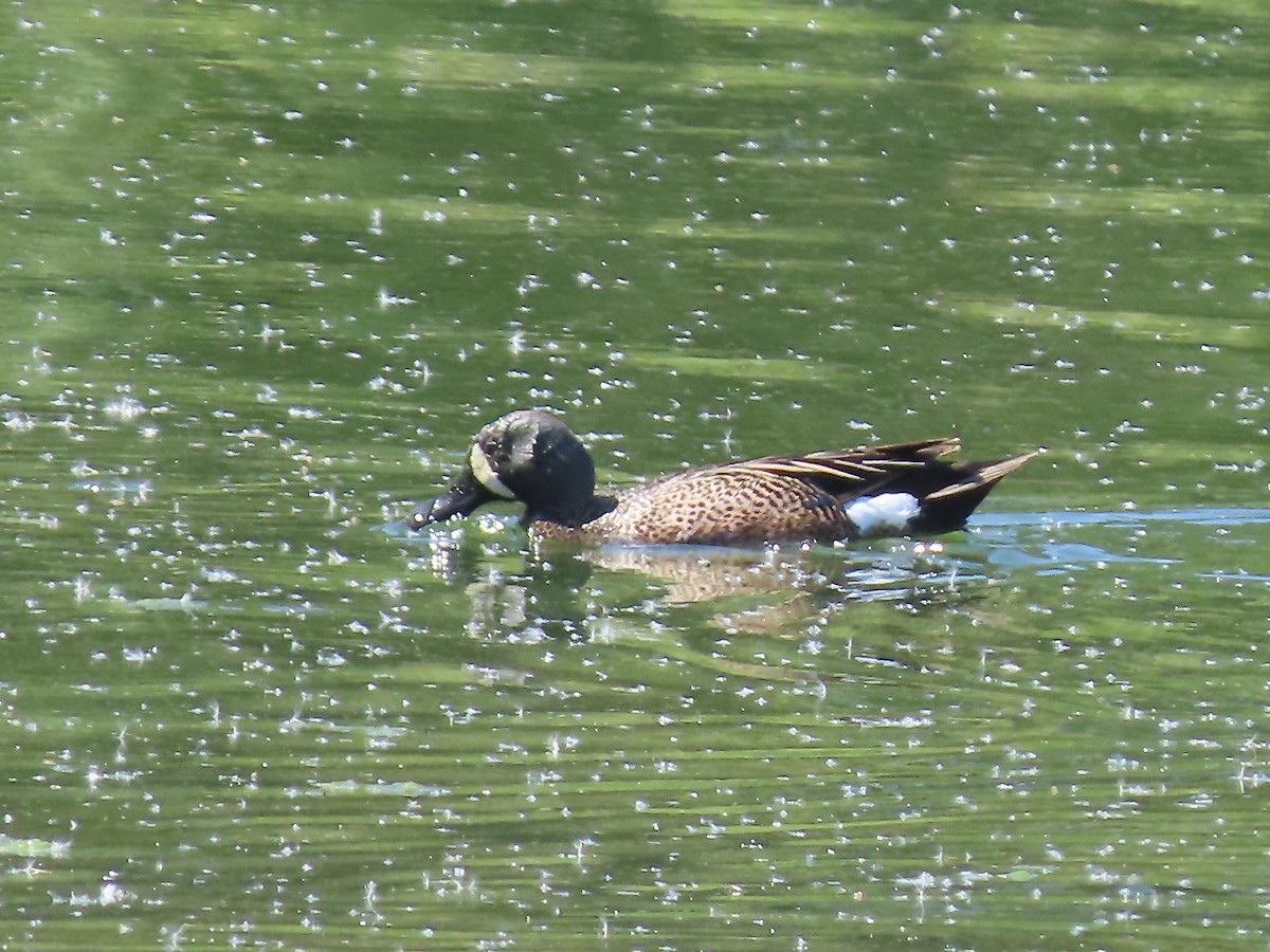 Blue-winged Teal - ML620154860