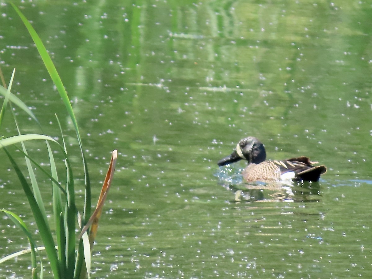 Blue-winged Teal - ML620154861