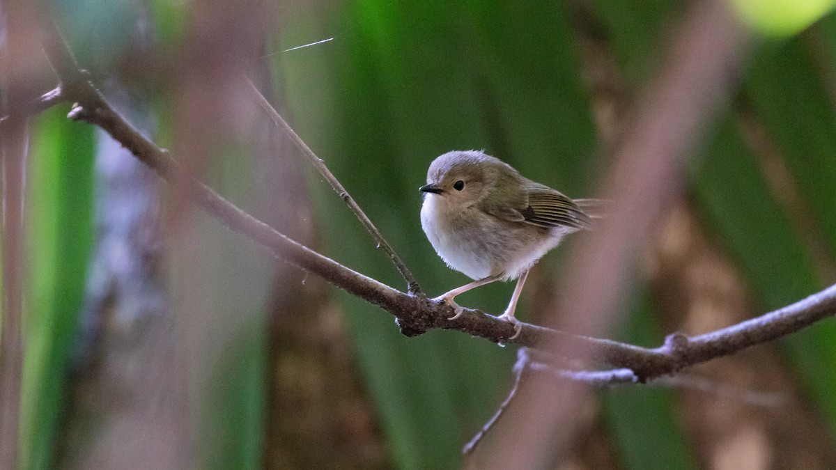 Large-billed Scrubwren - ML620154870