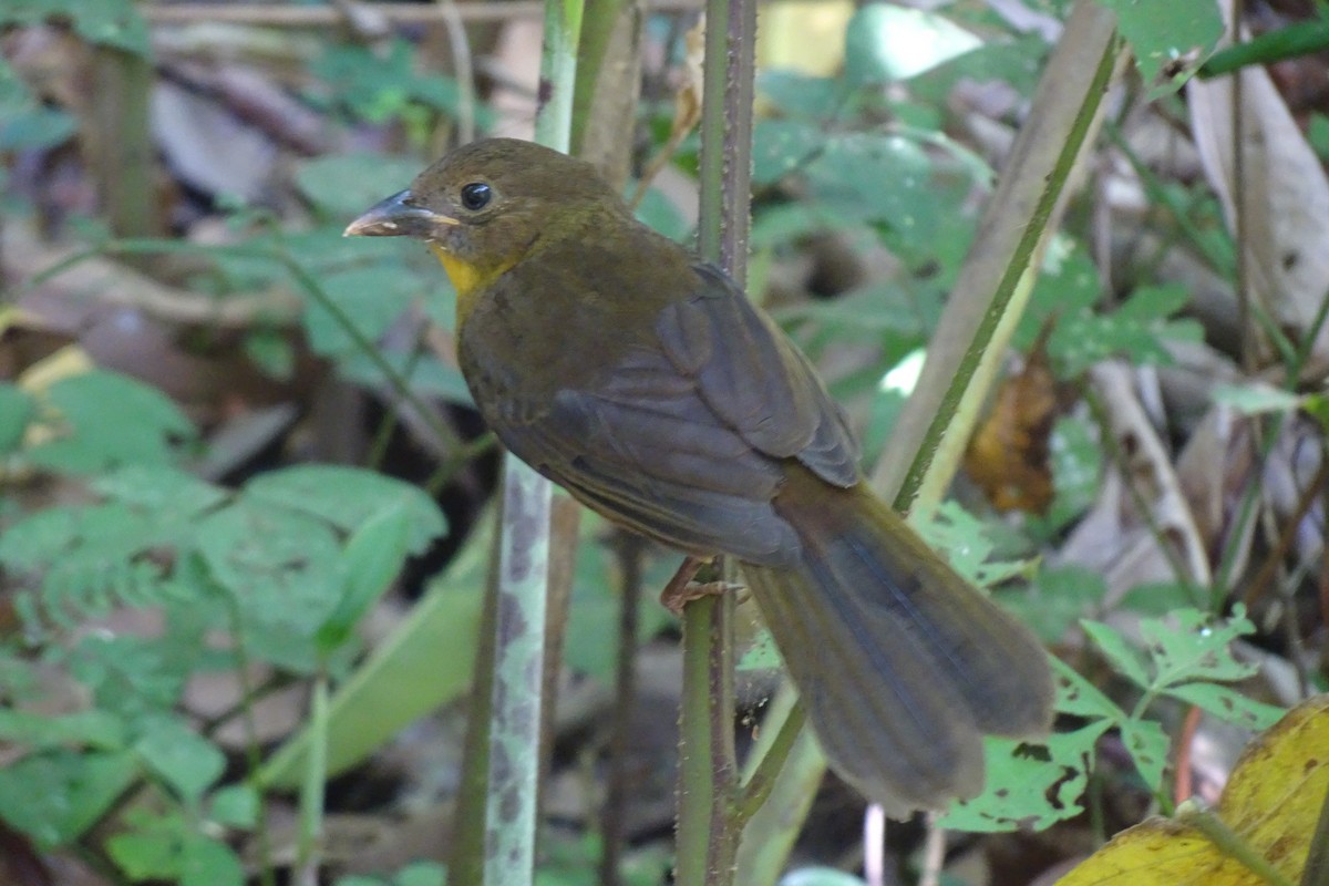 Red-throated Ant-Tanager - ML620154871