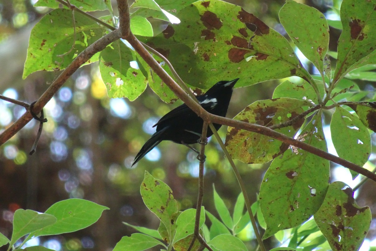 White-shouldered Tanager - ML620154875