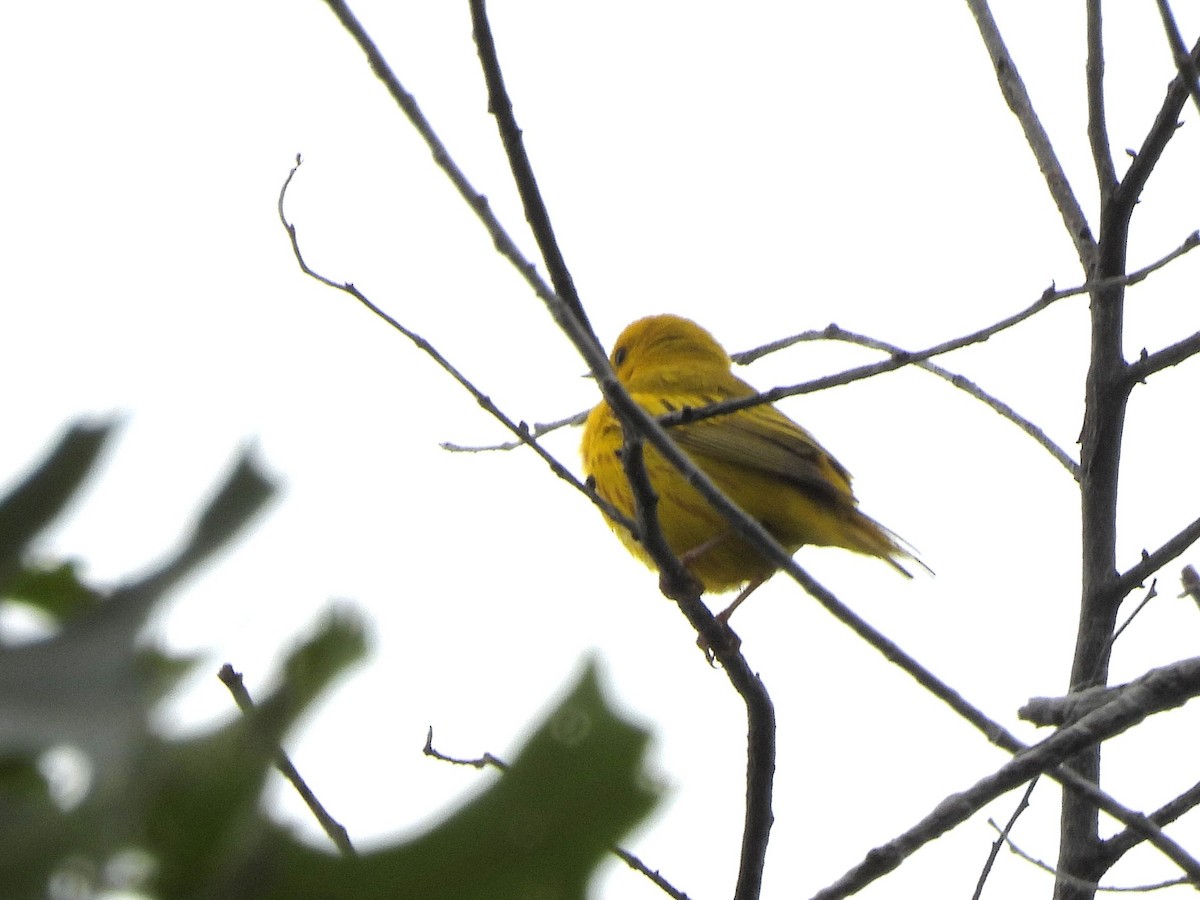 Yellow Warbler - ML620154888