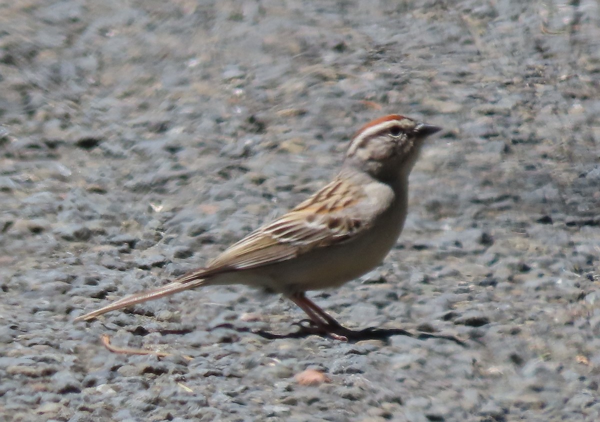 Chipping Sparrow - ML620154889
