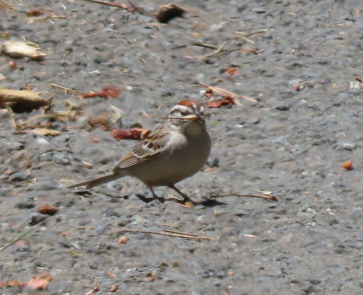 Chipping Sparrow - ML620154894