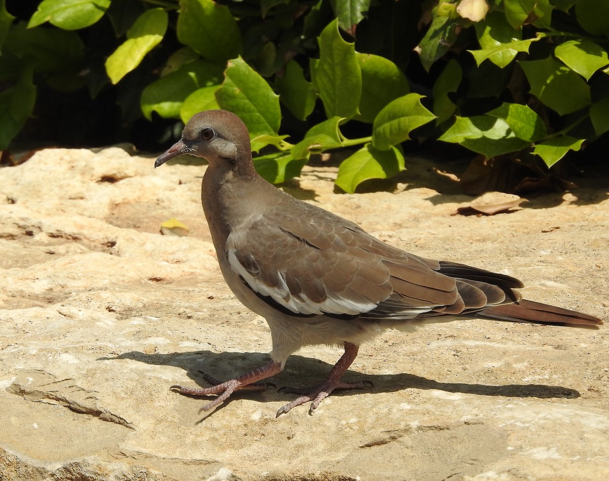 White-winged Dove - ML620154895