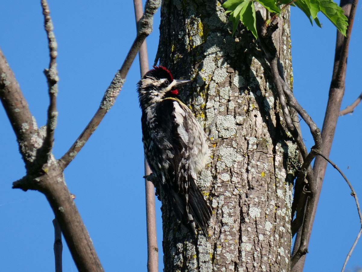 Yellow-bellied Sapsucker - ML620154896