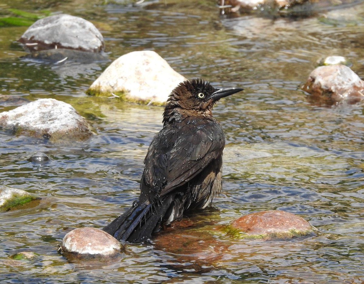 Great-tailed Grackle - ML620154900