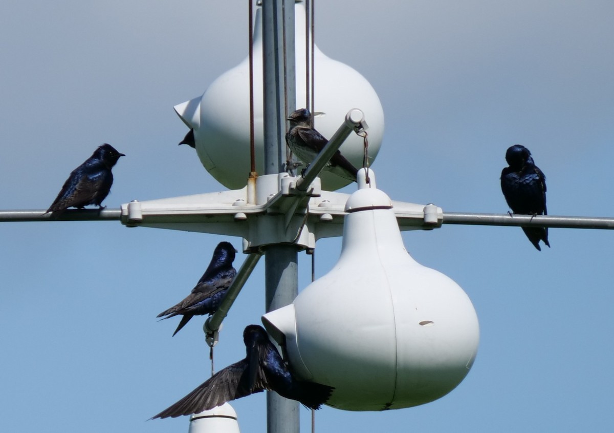 Purple Martin - ML620154911