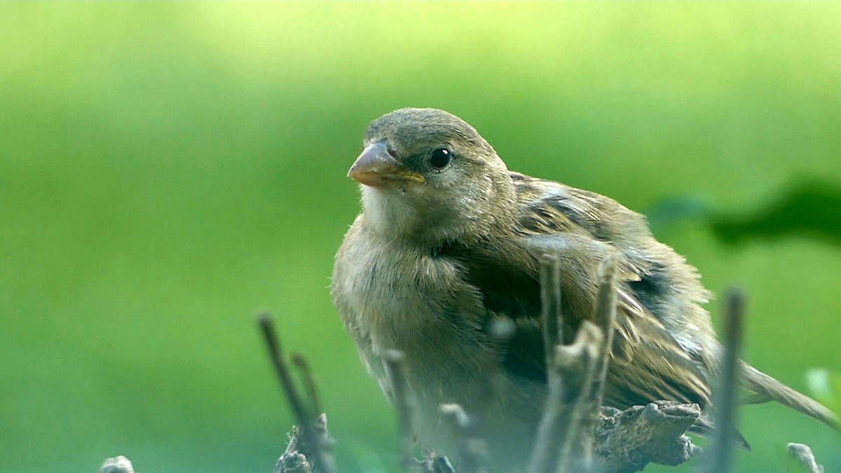 House Sparrow - ML620154913