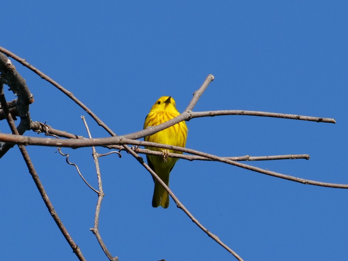 Yellow Warbler - ML620154924