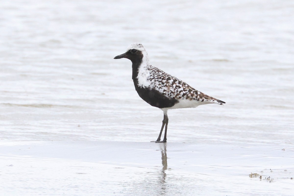 Black-bellied Plover - ML620154929