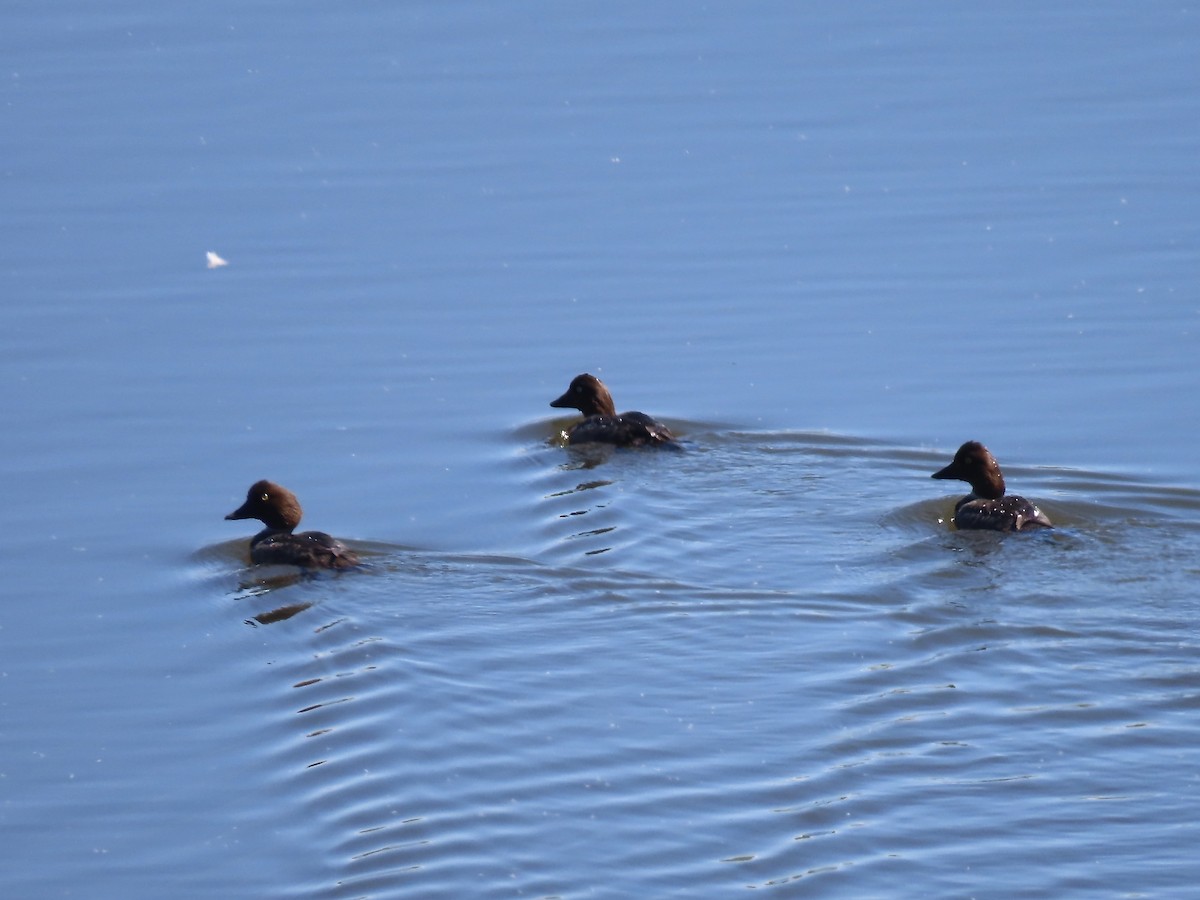 Common Goldeneye - ML620154931