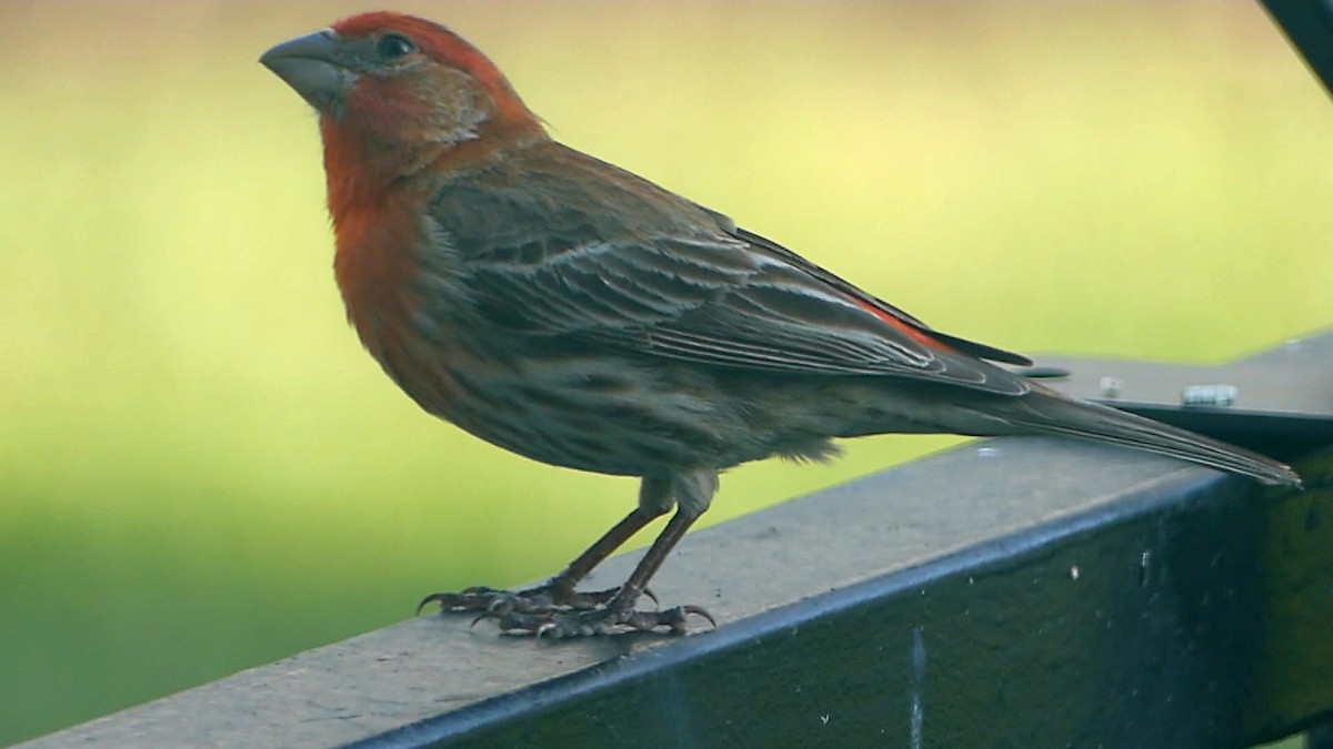 House Finch - ML620154934