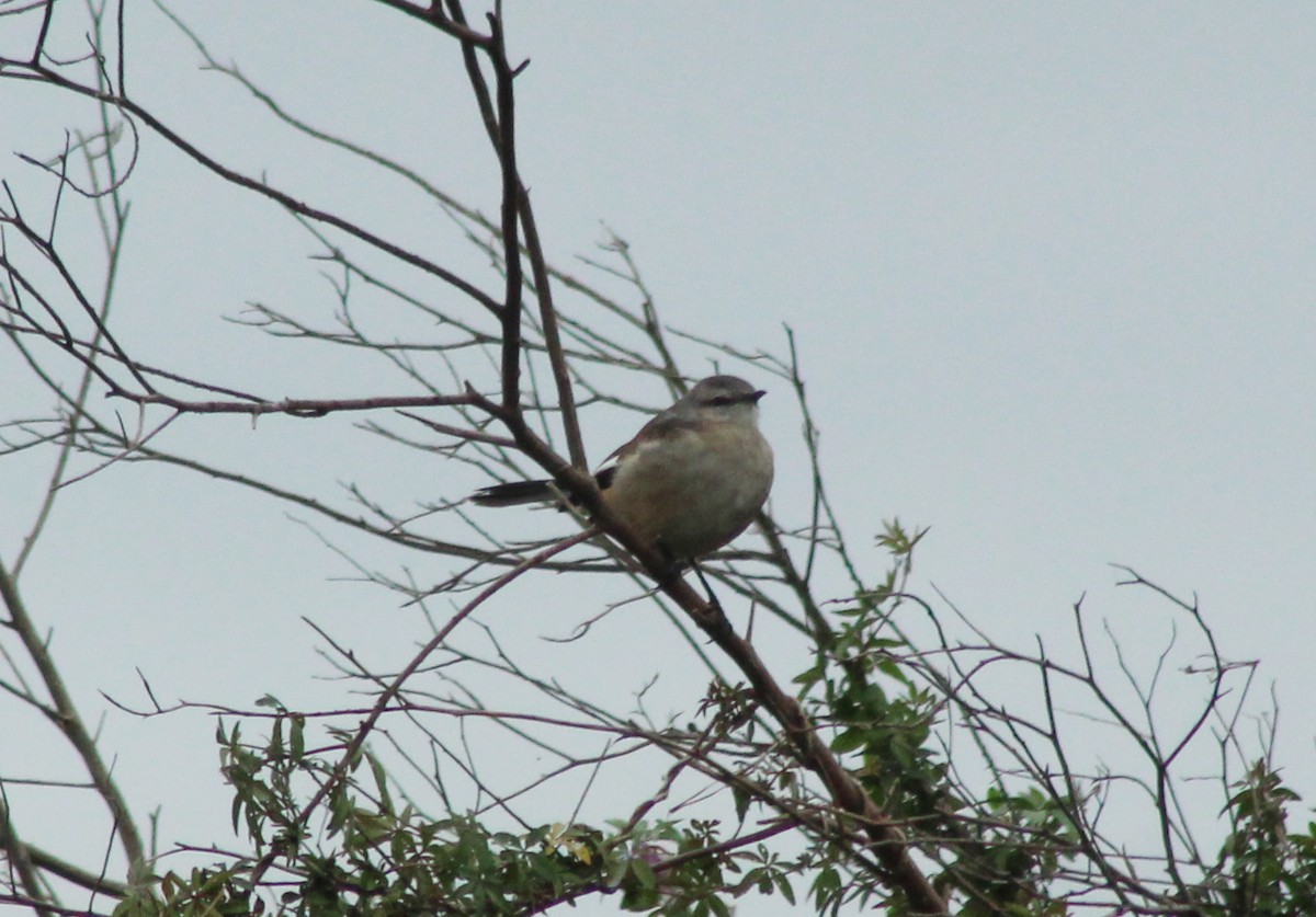 White-banded Mockingbird - ML620154958