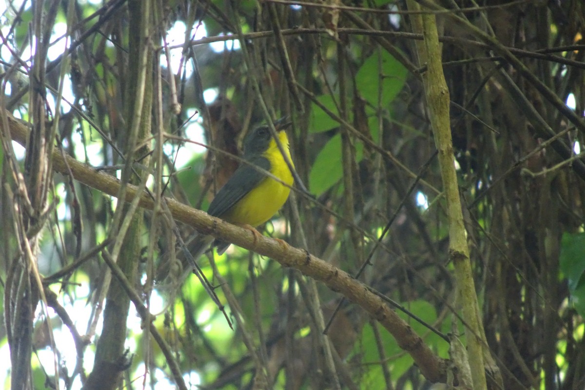 Gray-and-gold Warbler - ML620154969