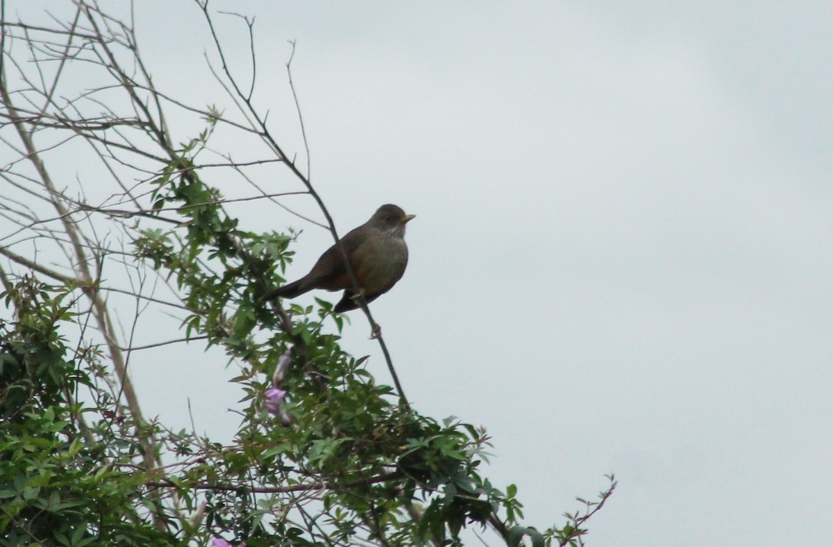 Creamy-bellied Thrush - ML620154974