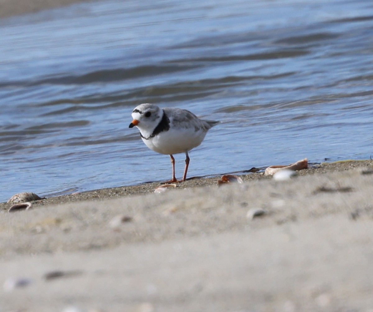 Piping Plover - ML620154978