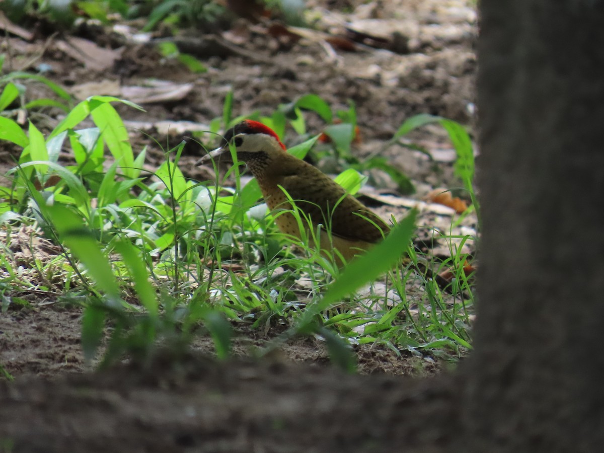 Spot-breasted Woodpecker - ML620154980