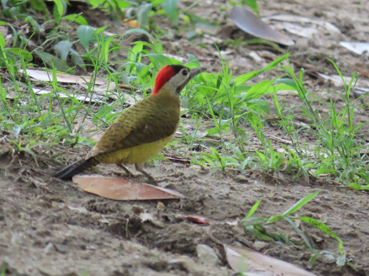 Spot-breasted Woodpecker - ML620154982