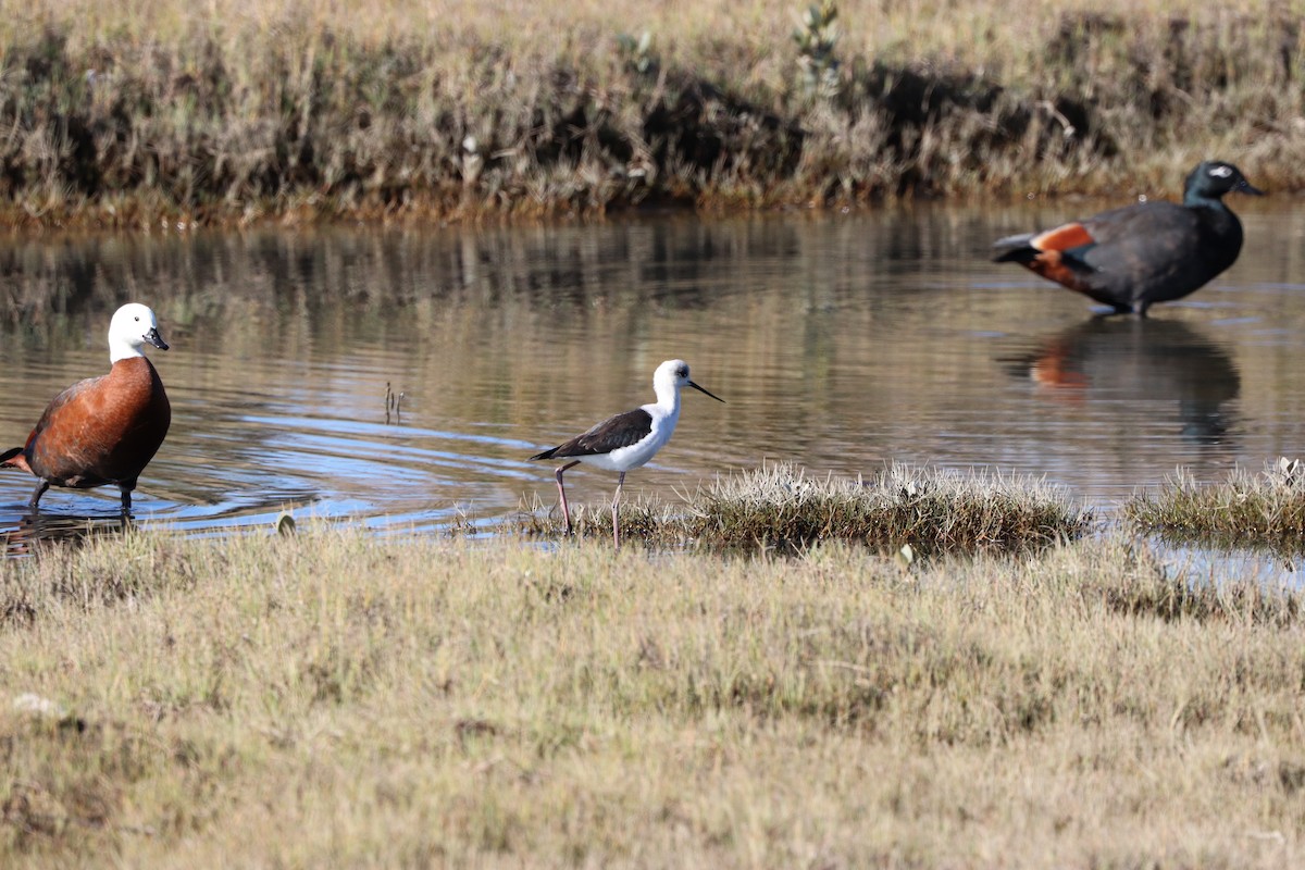 Pied Stilt - ML620154984