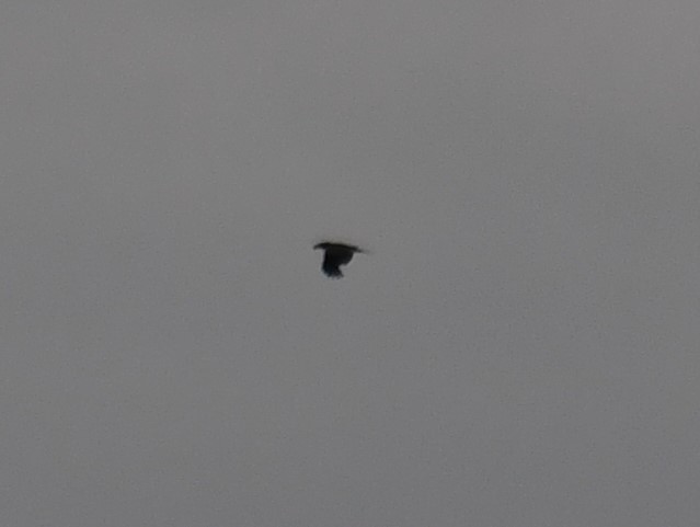 Common Raven - ML620154990