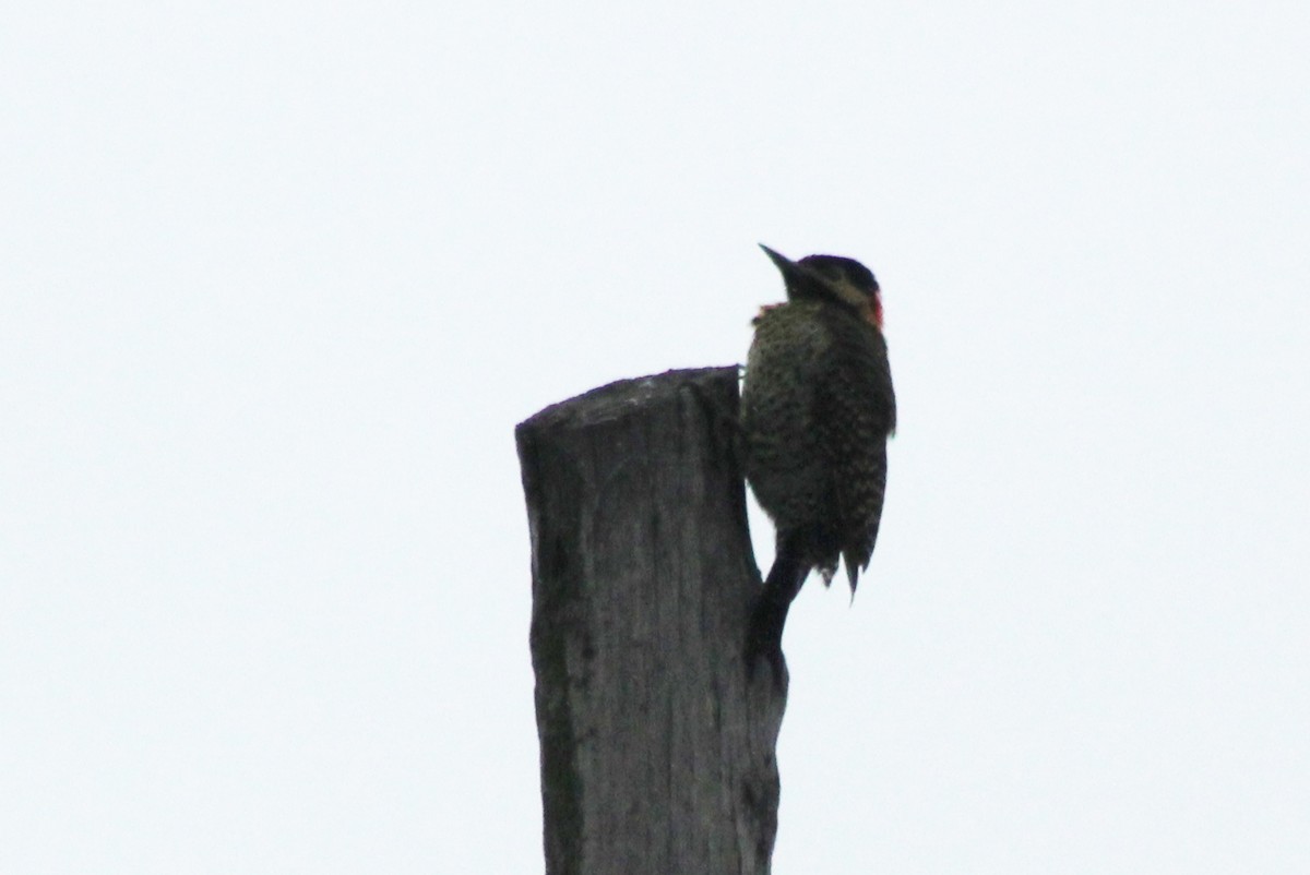 Green-barred Woodpecker - ML620154991