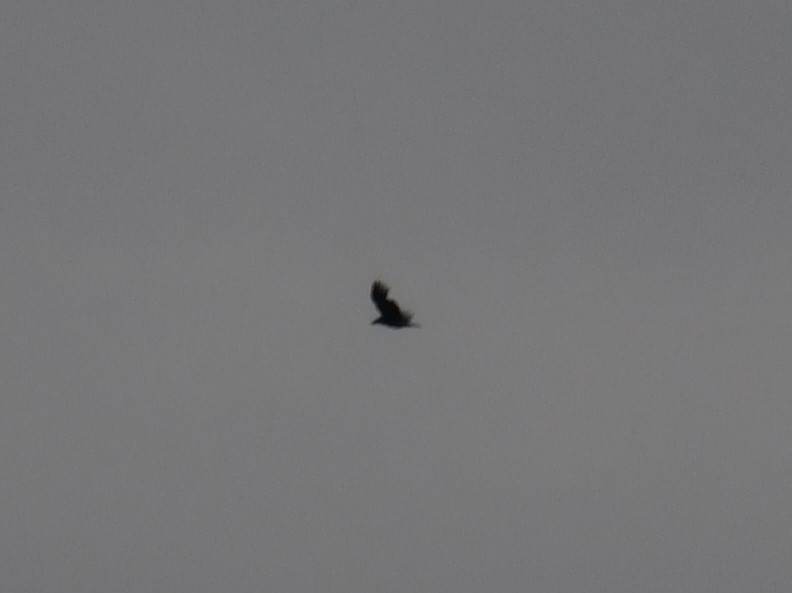 Common Raven - ML620154993