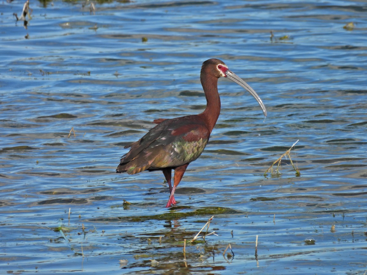 ibis americký - ML620154999