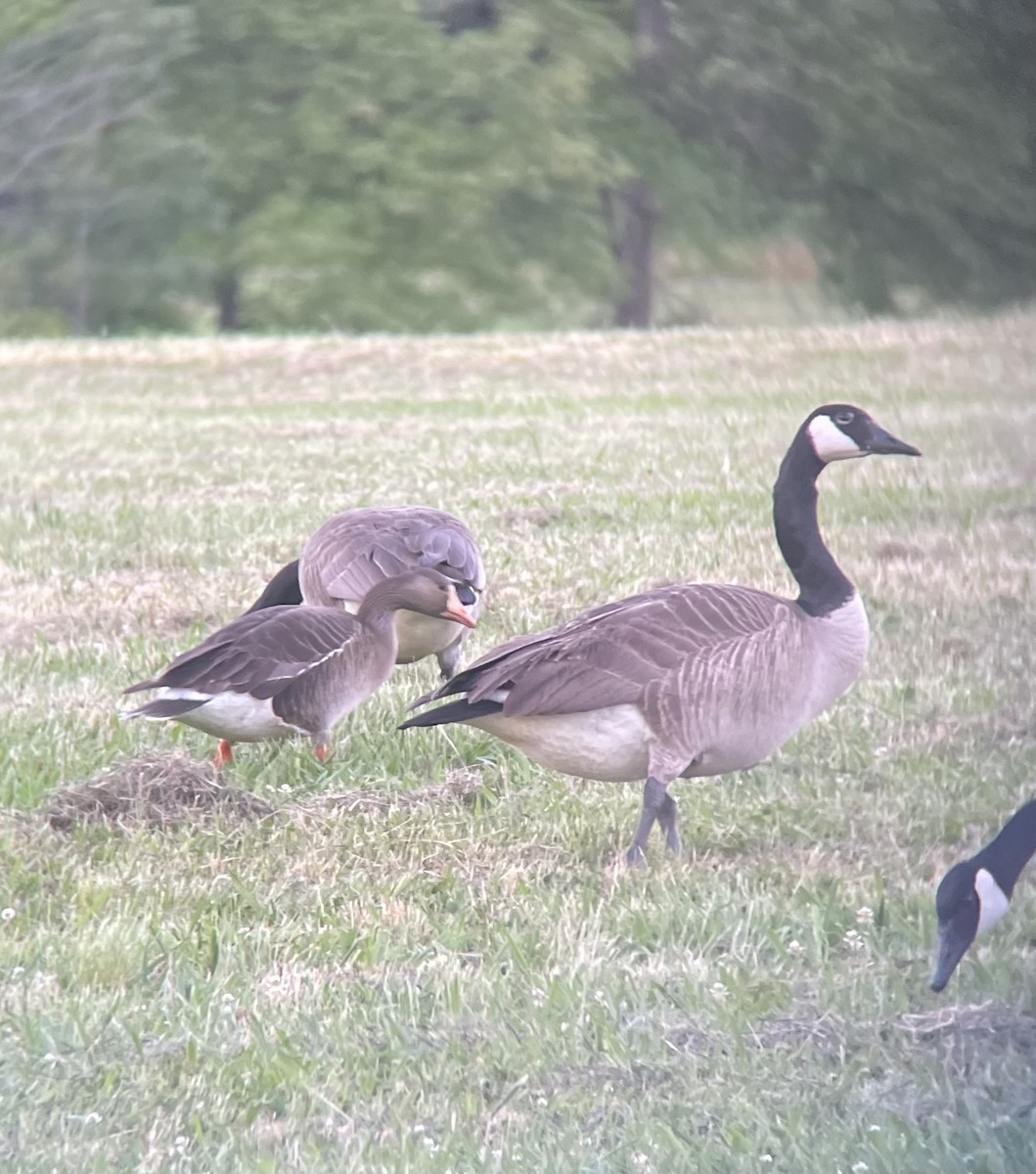 Greater White-fronted Goose - ML620155000