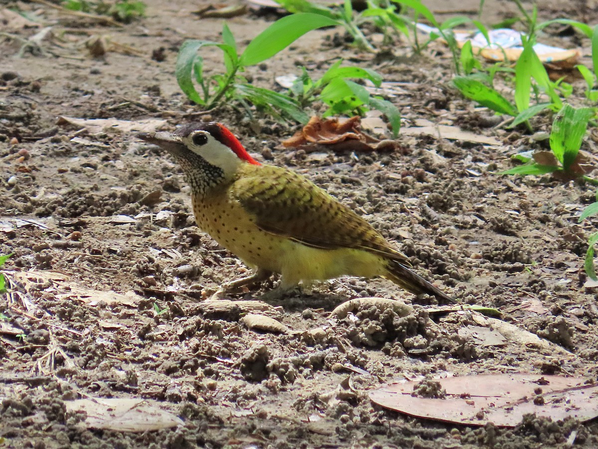 Spot-breasted Woodpecker - ML620155001