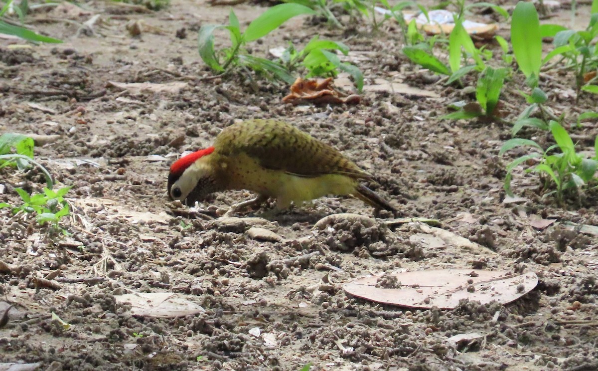 Spot-breasted Woodpecker - ML620155014