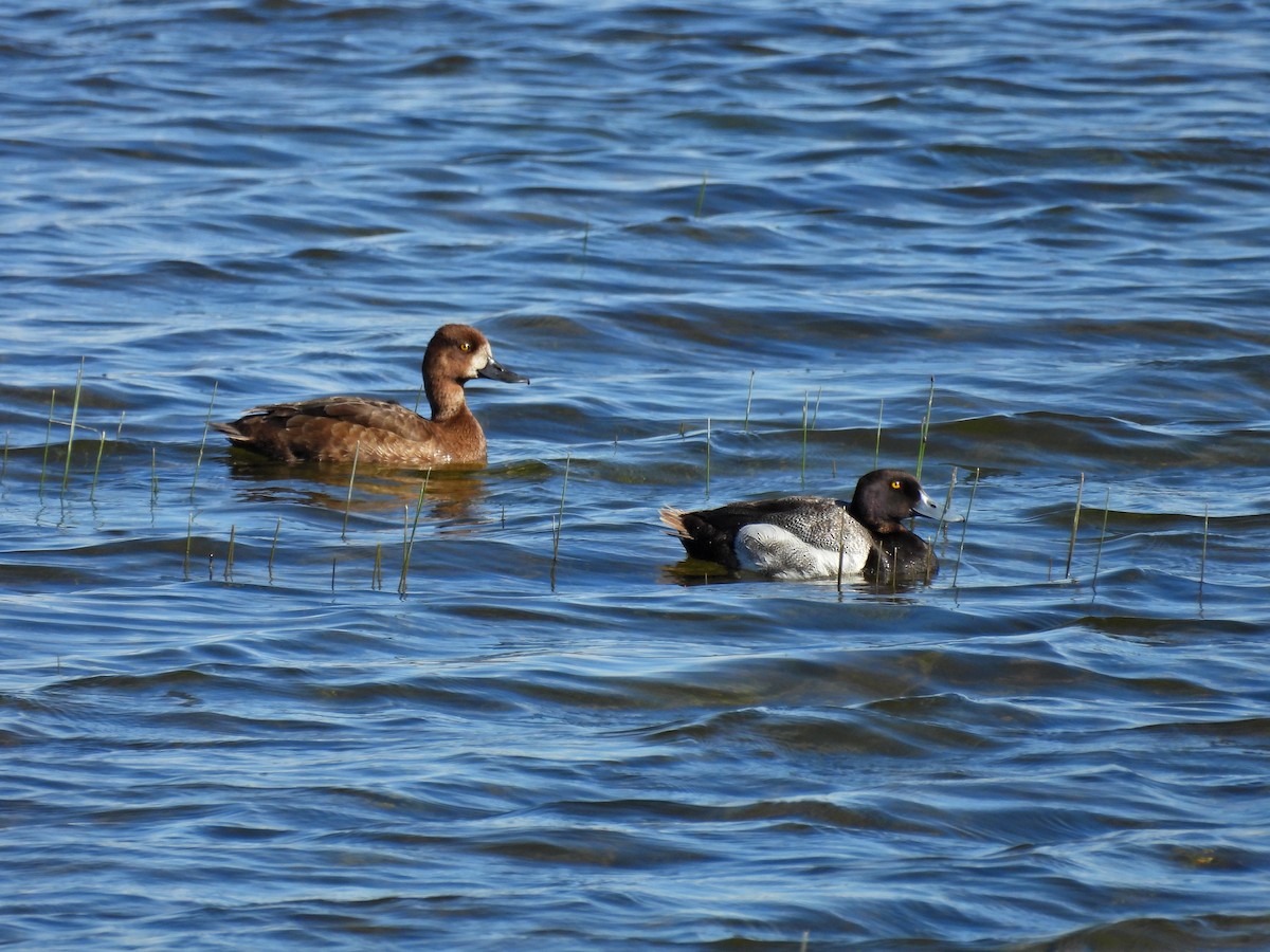 Greater/Lesser Scaup - ML620155016