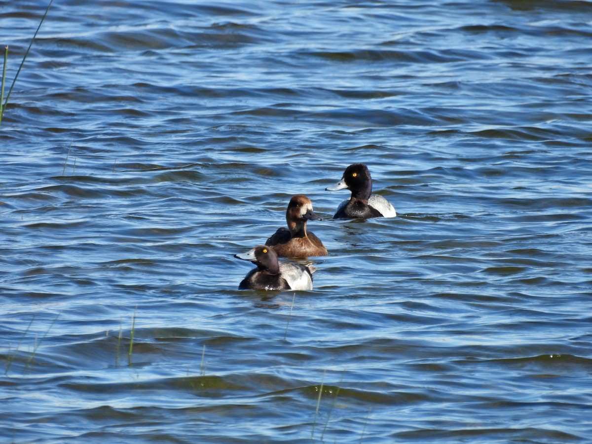 Greater/Lesser Scaup - ML620155017