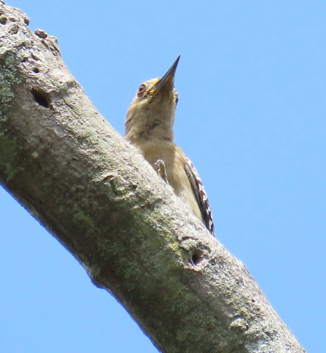 Red-crowned Woodpecker - ML620155022