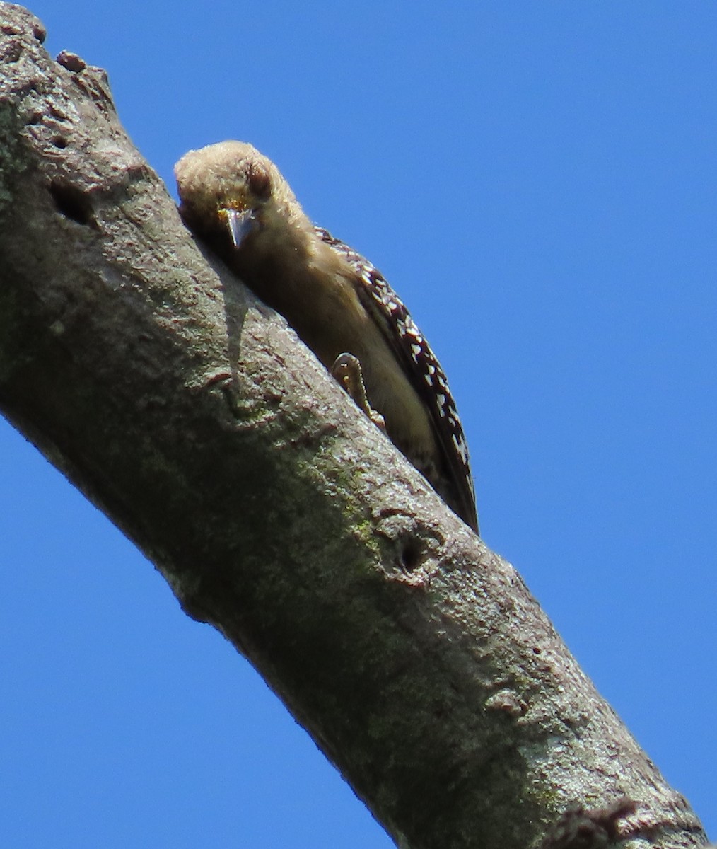 Red-crowned Woodpecker - ML620155023