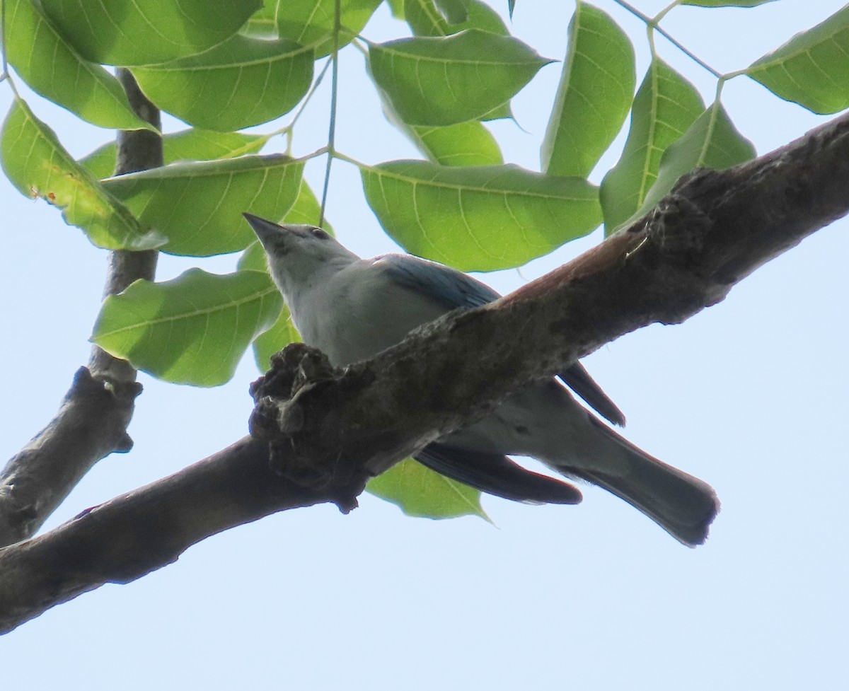 Blue-gray Tanager - ML620155031