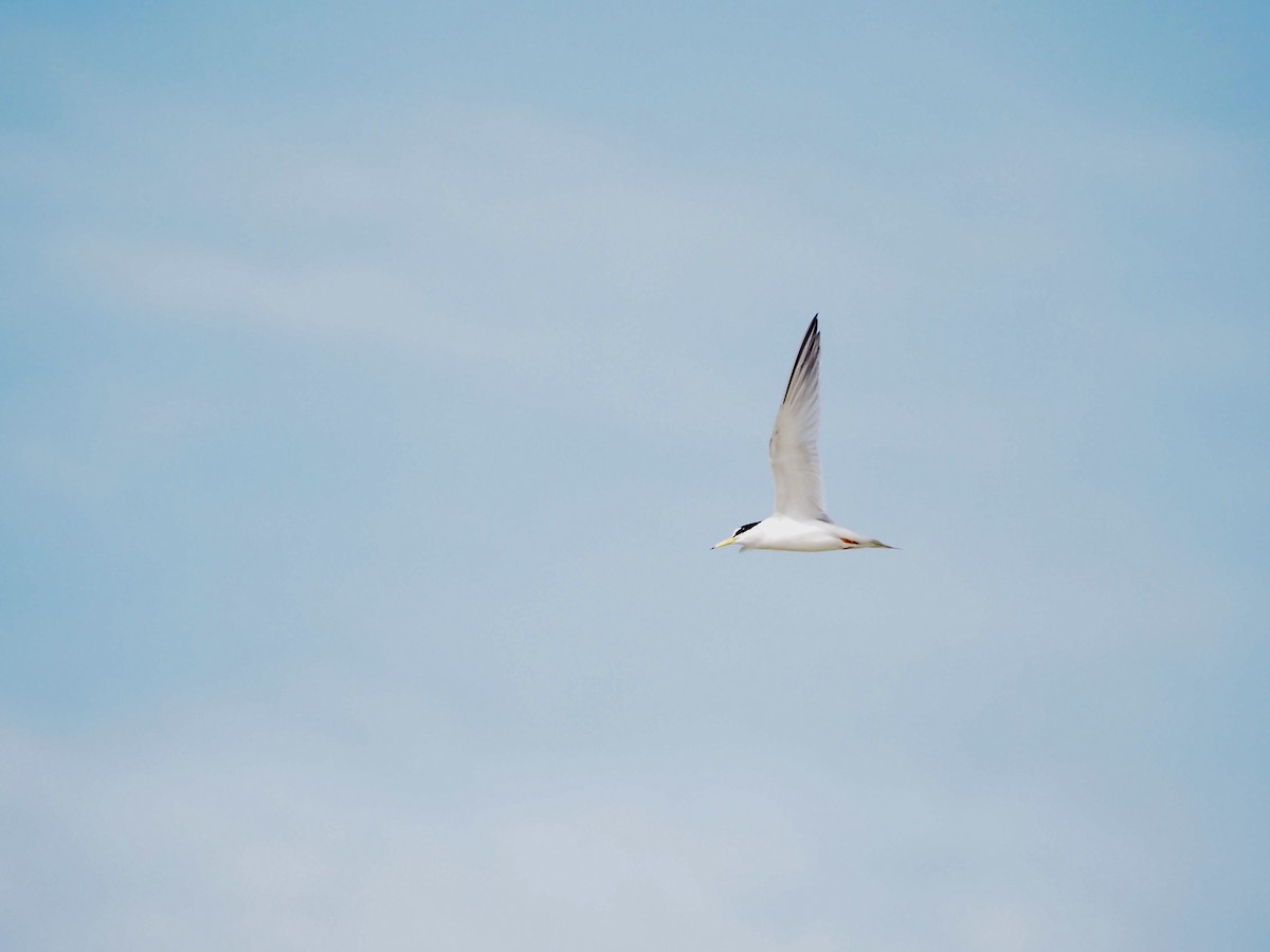 Least Tern - ML620155037