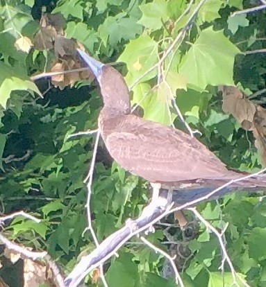 Brown Booby - ML620155050