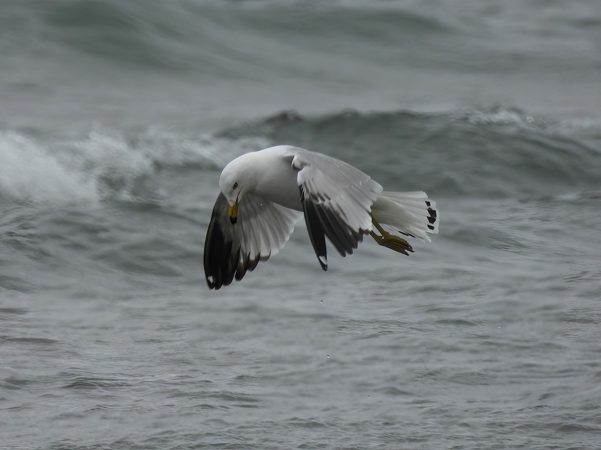 Ring-billed Gull - ML620155064