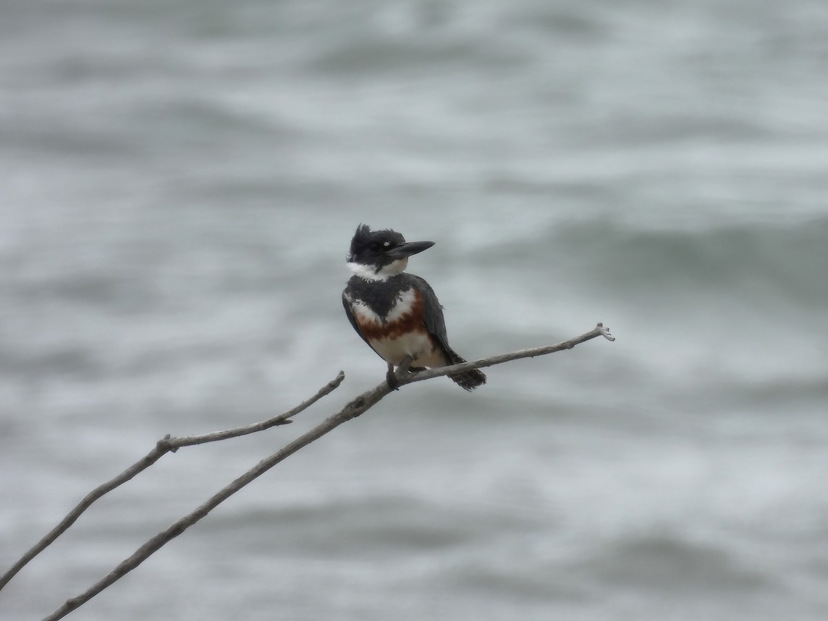 Belted Kingfisher - ML620155069