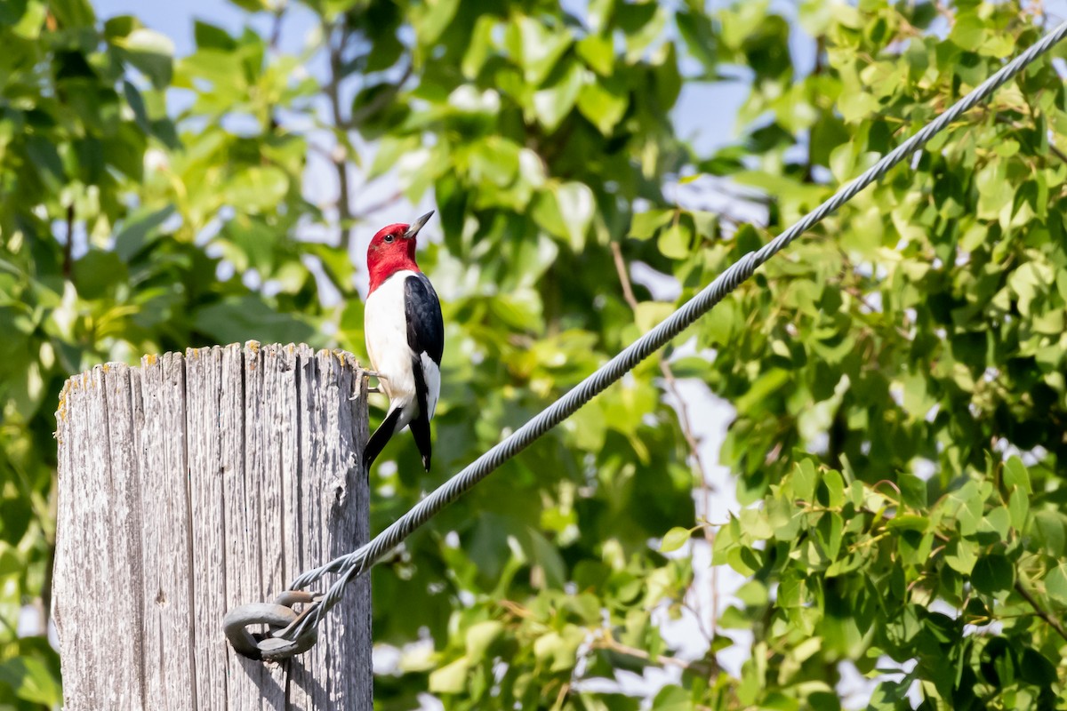 Red-headed Woodpecker - ML620155079