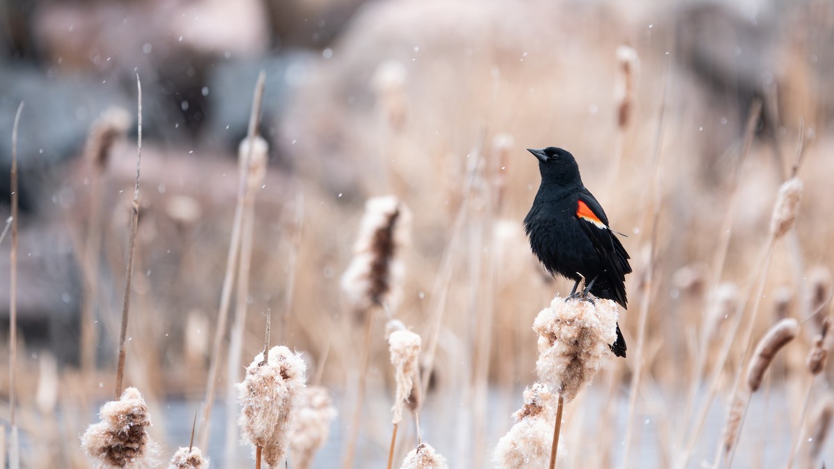 Red-winged Blackbird - ML620155081