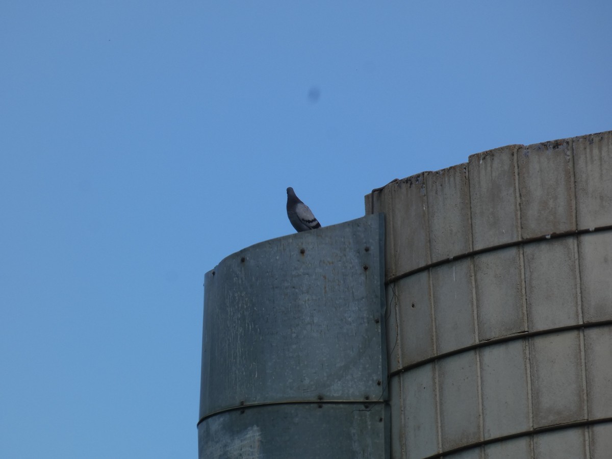 Rock Pigeon (Feral Pigeon) - ML620155083