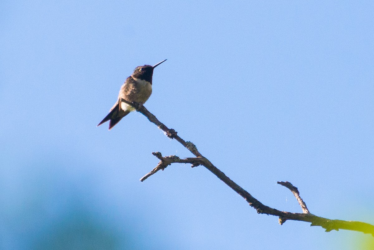 Ruby-throated Hummingbird - ML620155084