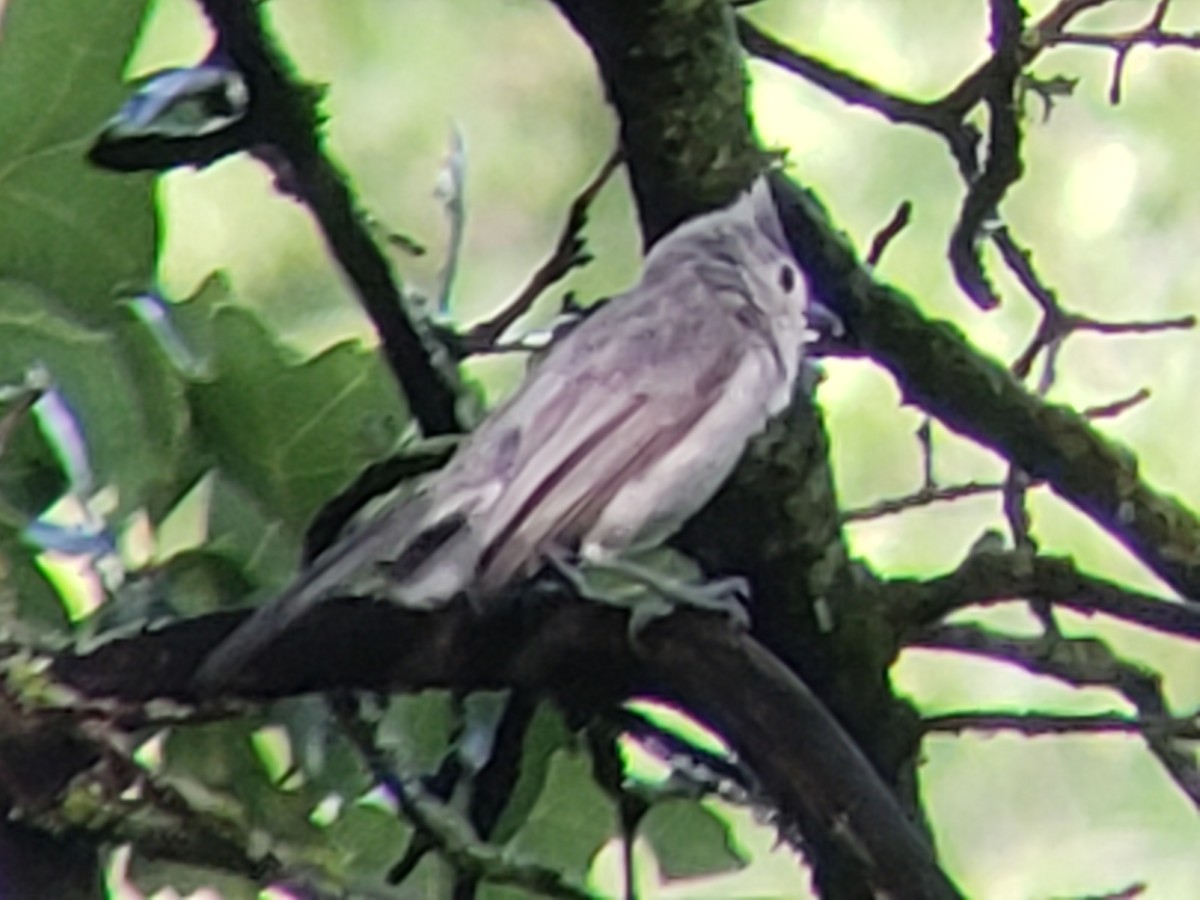 Tufted Titmouse - ML620155101