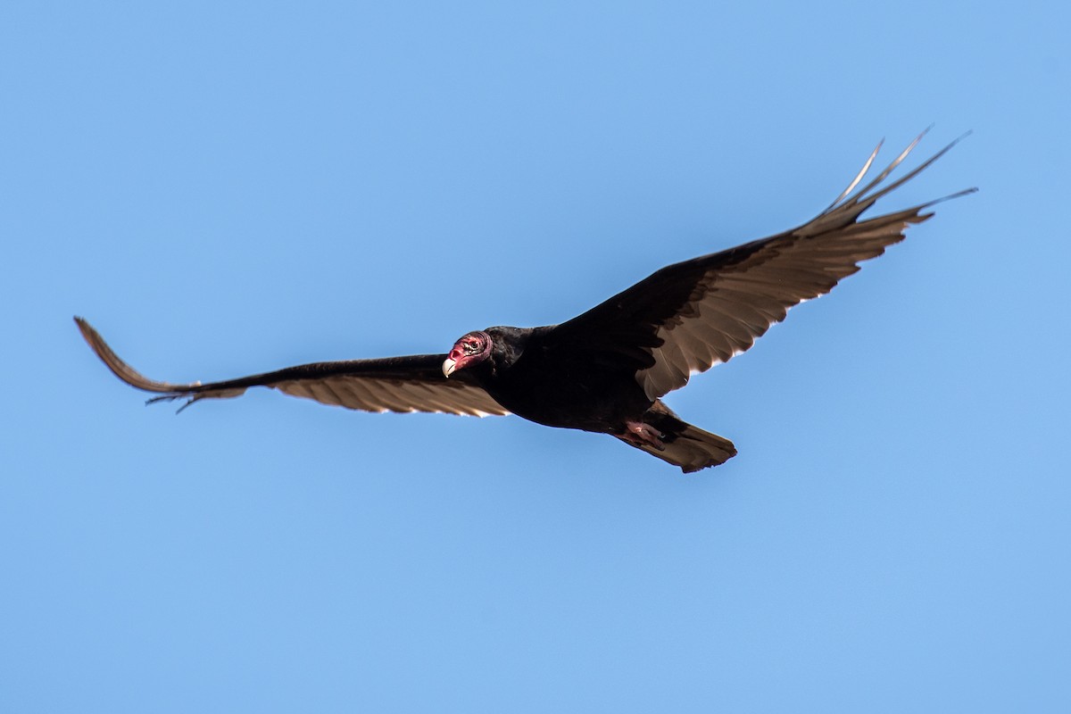 Turkey Vulture (Northern) - ML620155103