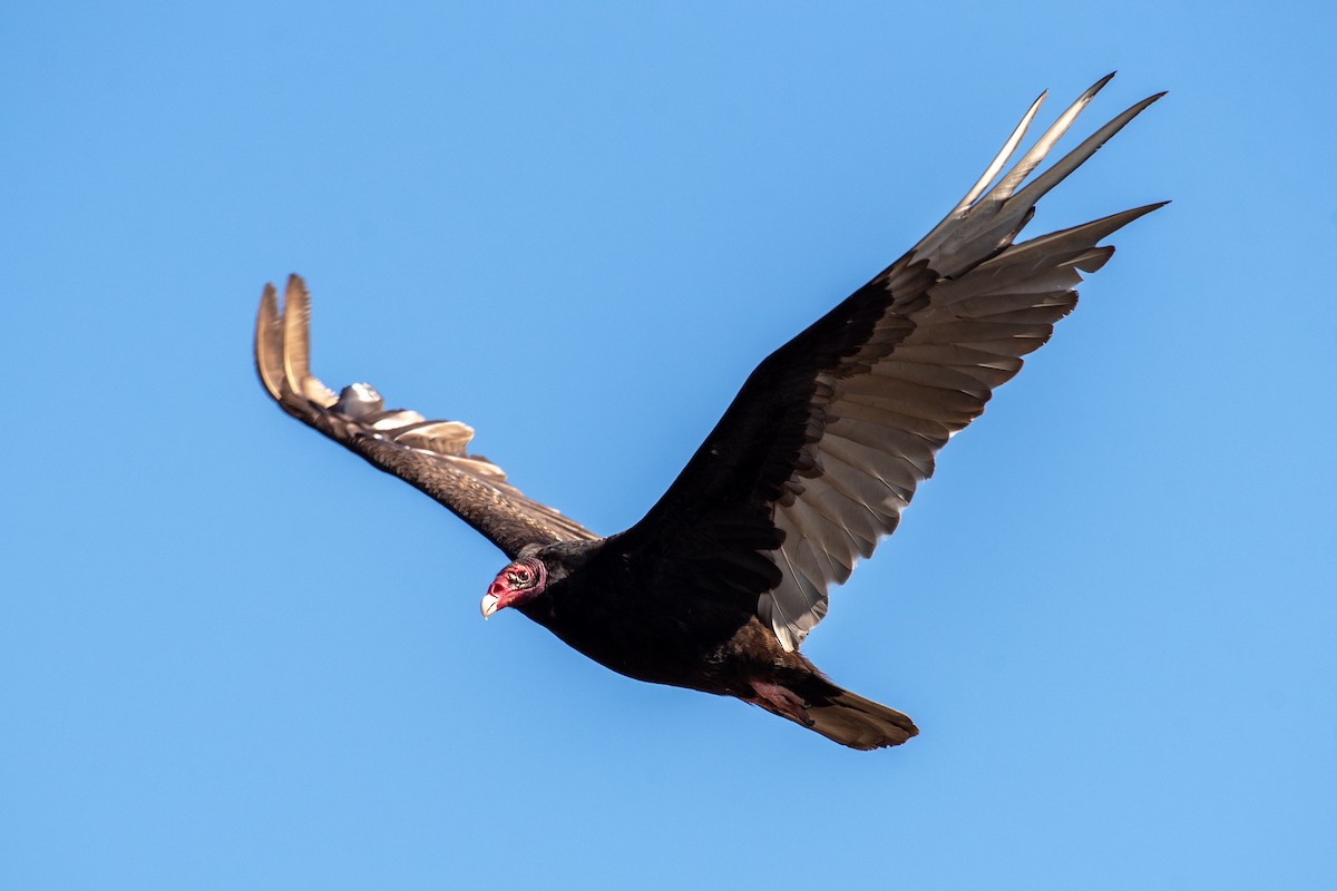 Turkey Vulture (Northern) - ML620155104
