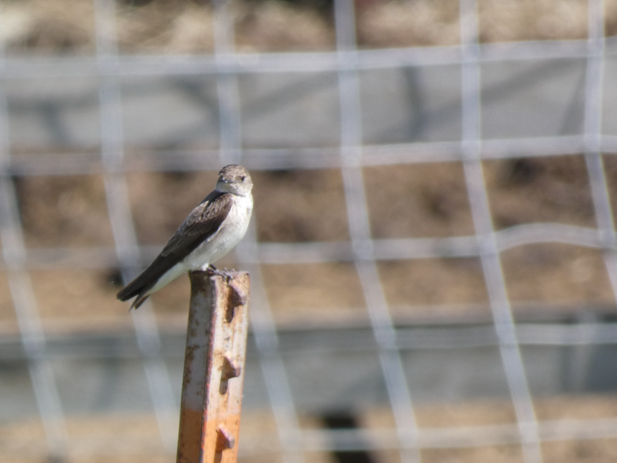 Northern Rough-winged Swallow - ML620155109
